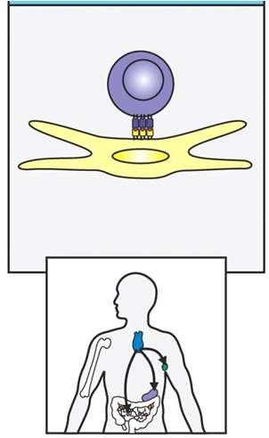 apoptosi Sviluppo dei linfociti T (3/4) Cellule T mature migrano in organi linfatici periferici Cellule T