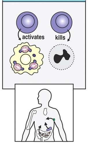 Sviluppo dei linfociti T (4/4) Cellule T mature attivate migrano in siti di infezione Svolgono