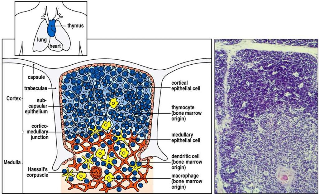 Organizzazione cellulare del timo Corticale Midollare Giunzione corticomidollare Cellula epiteliale corticale