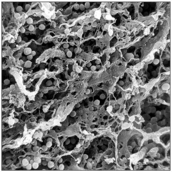 Le cellule epiteliali del timo formano una rete che circonda i timociti I timociti a