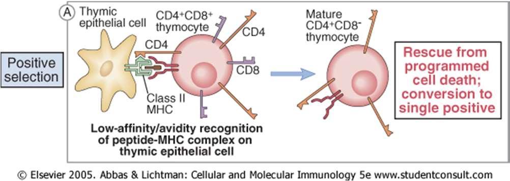 Selezione positiva: le cellule il cui TCR riconosce un complesso Ag-MHC