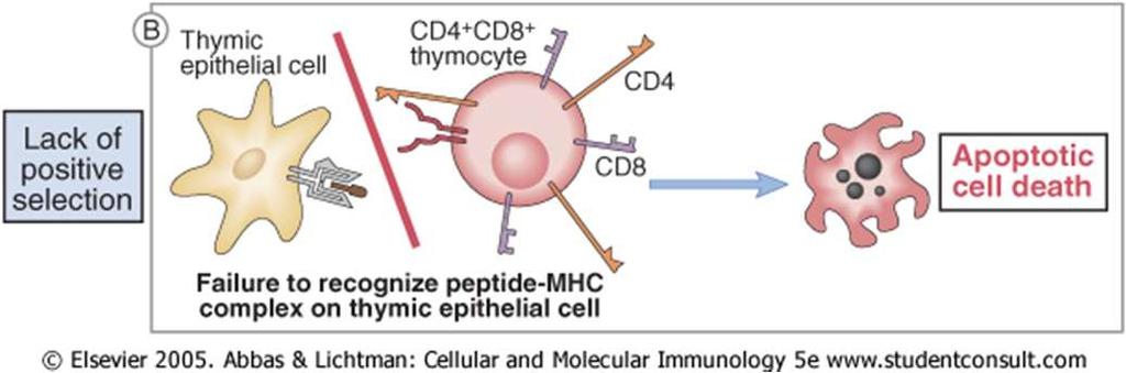 per CD4 o CD8 Selezione positiva: le cellule il cui TCR non riconosce un