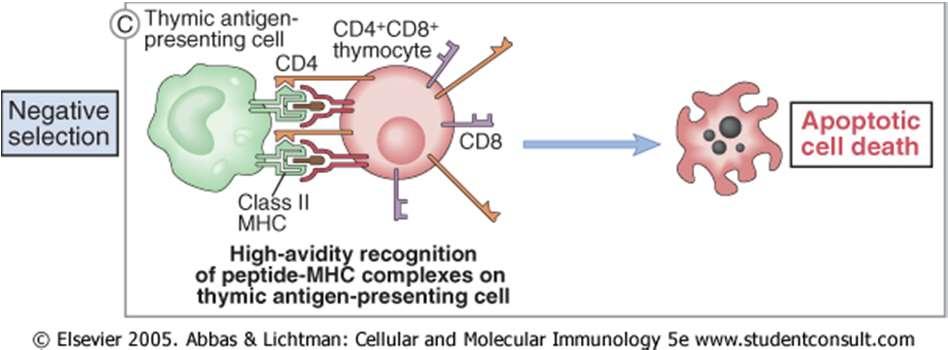 Selezione negativa: le cellule il cui TCR riconosce un complesso Ag-MHC con elevata affinità muoiono per apoptosi DN1 CD4- CD8- DN2 CD44+ CD25+ DN3