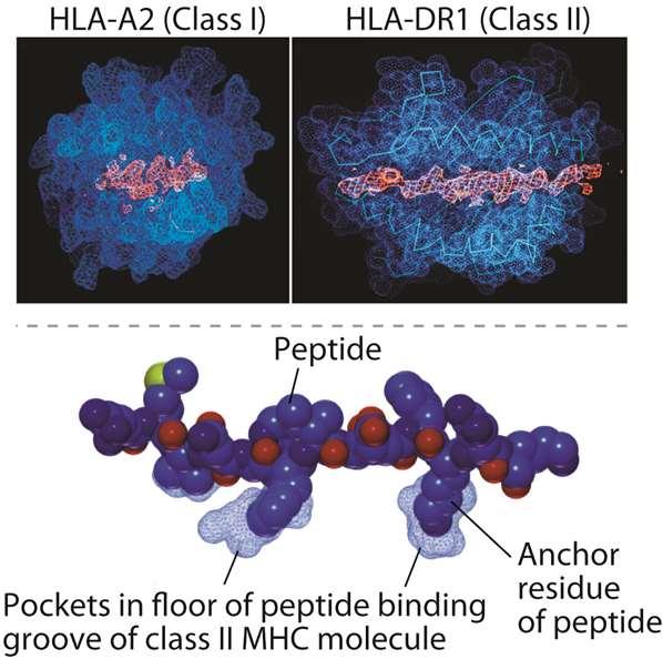 Legame peptide