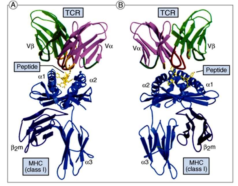 Interazione TCR