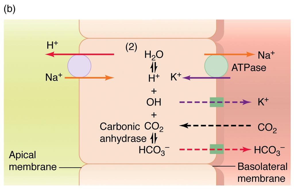 Trasportatori aminoacidi acidi (acido glutammico, acido aspartico) Fosfati, ioni calcio e altri elettroliti sono riassorbiti in base alle