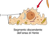 Riassorbimento nell ansa di Henle Cellule