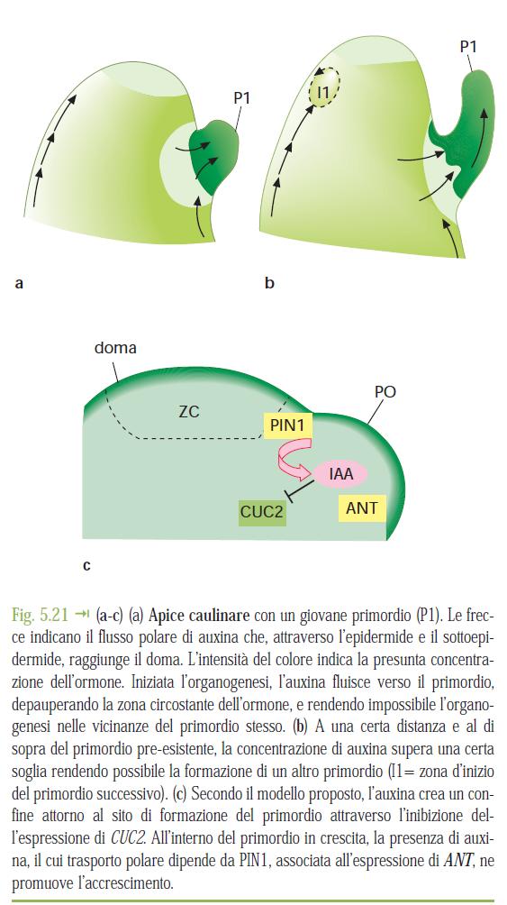 Regione di espressione di CUC (CUP- SHAPED COTYLEDON) con ridotta presenza di auxina.