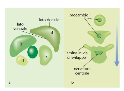 Il primordio fogliare inizialmente ha una simmetria radiale, man mano che cresce si allunga e acquista una polarità apice-base o simmetria prossimale-distale.