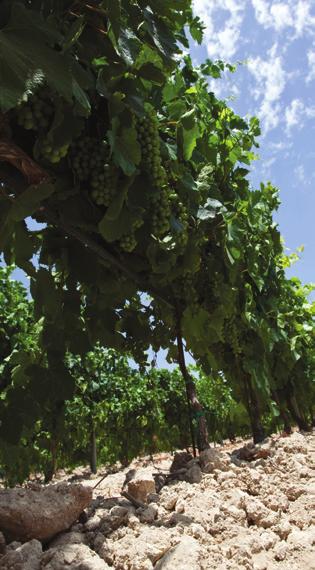 Vini potenti e concentrati. E un baglio del Cinquecento da recuperare. This Sicilian farm of recent acquisition consists of 22 hectares of vineyards at an altitude of 40 metres above sea level.