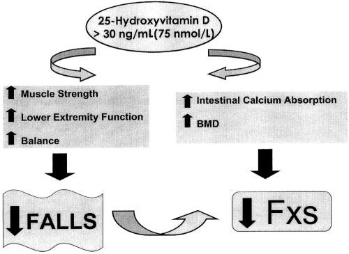 Vitamina D funzioni muscolo La carenza di Vitamina D e l Osteomalacia devono essere considerate nella diagnosi differenziale di sindrome da dolore cronico diffuso, fibromialgia, chronic fatigue