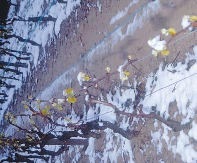 Generalmente la vegetazione riparte, ma il nuovo germoglio è sterile o poco fertile.