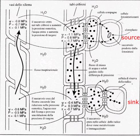 Nelle stazioni di partenza (analogamente a quanto accade nell osmometro A) si ha un concentrazione di soluti tale da generare un potenziale idrico (ψ = -1,1) più negativo che nelle stazioni di arrivo