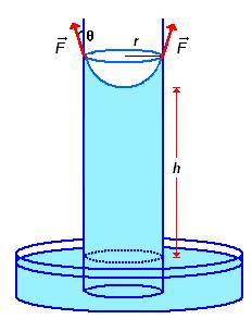 Questo fenomeno è spiegato dall'esistenza di forze di attrazione tra le molecole dell'acqua e le pareti del tubicino: tali forze sono dette forze di adesione.
