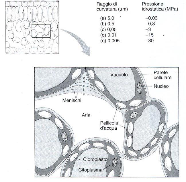 fogliare sono in contatto diretto con l'atmosfera tramite un esteso sistema di spazi aeriferi.