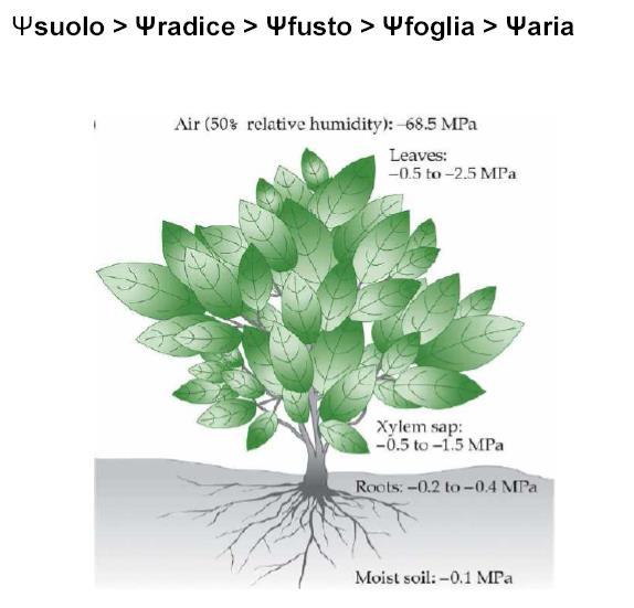 salire l acqua nei vasi allungando simultaneamente la colonna di liquido e le pareti che la delimitano.