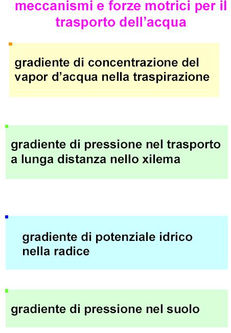 Una pressione positiva può formarsi nei vasi di conduzione xilematici della radice quando la traspirazione è minima e l acqua è liberamente disponibile nel suolo.