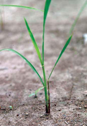 Le radici vere o mature della pianta di riso sono fibrose e