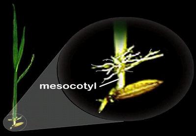 CONTINUA Il Mesocotile spinge il