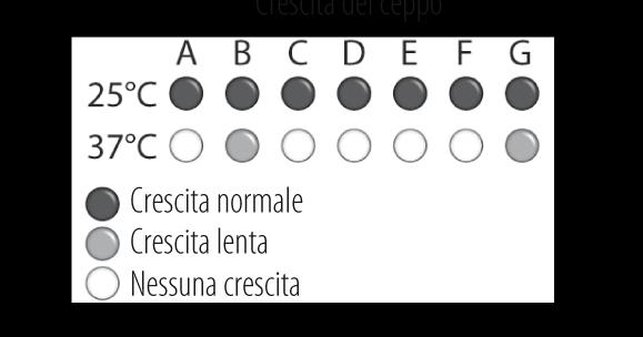 I lieviti sono organismi eucarioti unicellulari che crescono in coltura sia come aploidi sia come diploidi. Lieviti diploidi sono generati quando due ceppi aploidi si fondono.