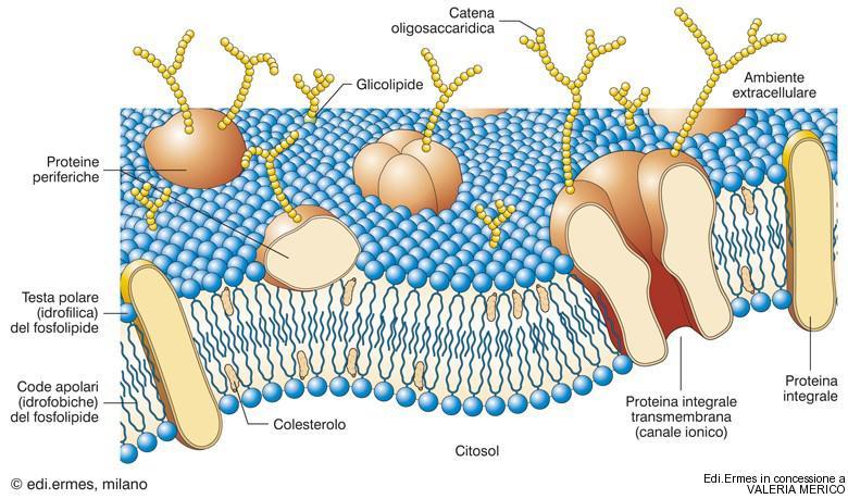 Le catene oligosaccaridiche iden3ficano asimmetria.