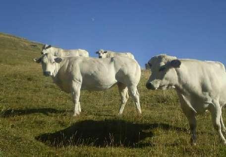 705181 Specie e razze allevate L azienda alleva bovini delle razze Piemontese, Blu Belga e Bruna Alpina.