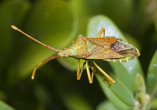 Halyomorpha halys è una specie molto invasiva, altamente polifaga, con un elevata capacità riproduttiva.