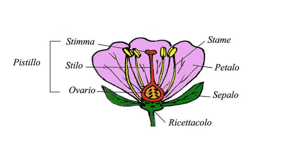 Fiore struttura di base del fiore