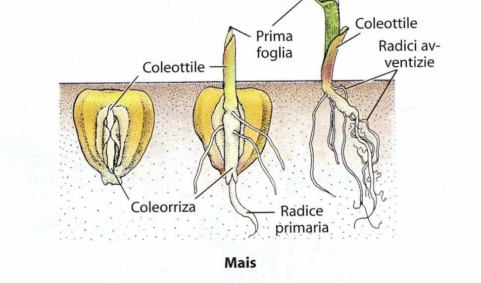Germinazione del seme nelle monocotiledoni: La radice primaria