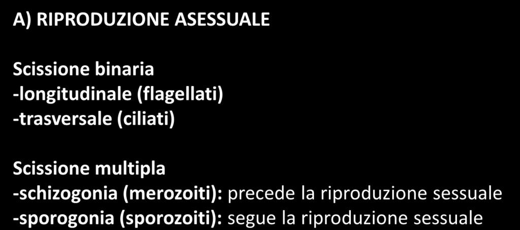 MODI DI RIPRODUZIONE NEI PROTOZOI A) RIPRODUZIONE ASESSUALE Scissione binaria -longitudinale (flagellati) -trasversale (ciliati)