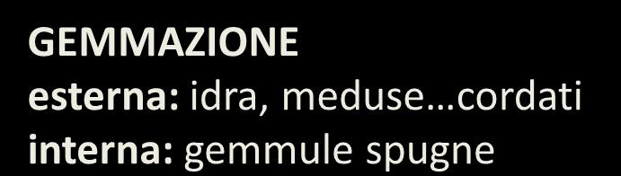 RIPRODUZIONE ASESSUALE GEMMAZIONE esterna: idra, meduse cordati