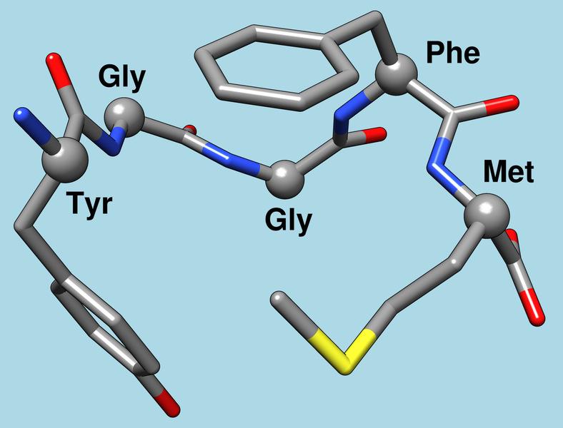 I derivati degli amminoacidi biologicamente attivi Le encefaline sono pentapeptidi del cervello che fungono da analgesici (antidolorifici) naturali.