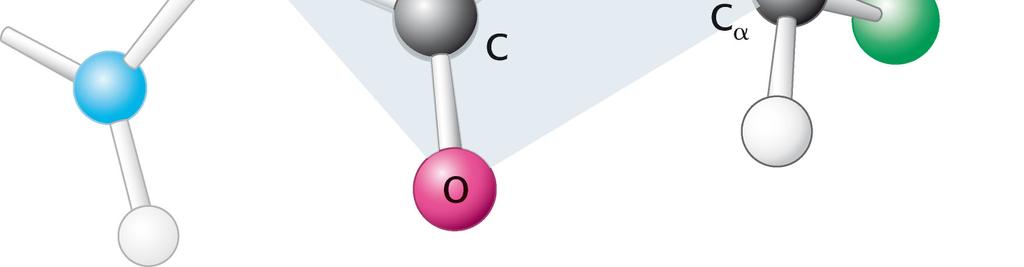 La relazione di coplanarità degli atomi del gruppo ammidico è sottolineata da un piano