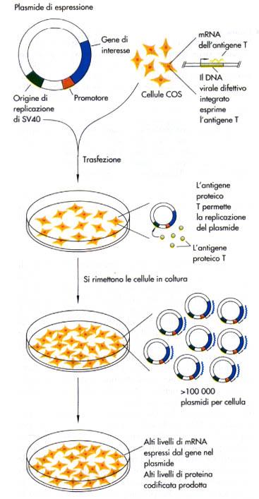 ESPRESSIONE TRANSIENTE