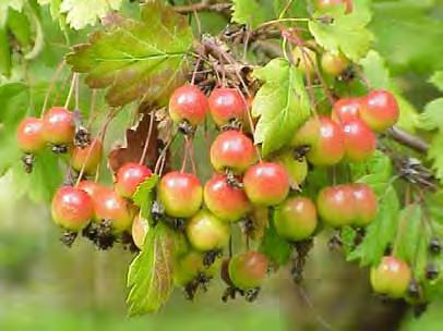 Specie di nuova osservazione FLORA attuale Specie probabilmente scomparse Melo