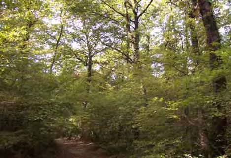 VEGETAZIONE FORESTALE Bosco di cerro (Quercus cerris) con carpinella (Carpinus