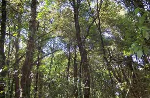 substrati acidi con Danthonia decumbens, Erica arborea Bosco di roverella (Quercus