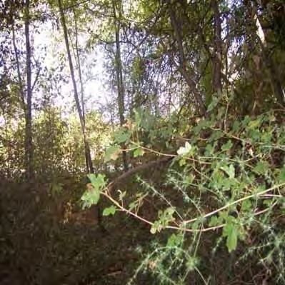 Vegetazione dei salici Vegetazione preforestale di nuova costituzione con Robinia