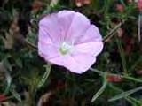 (Convolvulus cantabrica)