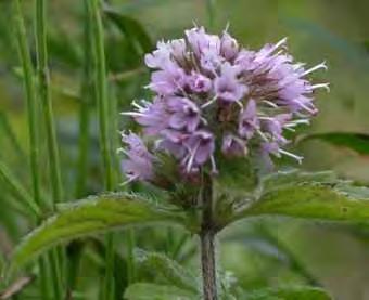 VEGETAZIONE AZONALE Vegetazione igrofila dell aggruppamento a Sambucus nigra e Carex pendula ai lati dei fossi.