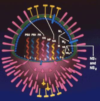 Influenza A: il virus Virus con envelope, negative sense ssrna Genoma segmentato 8 segmenti di acido