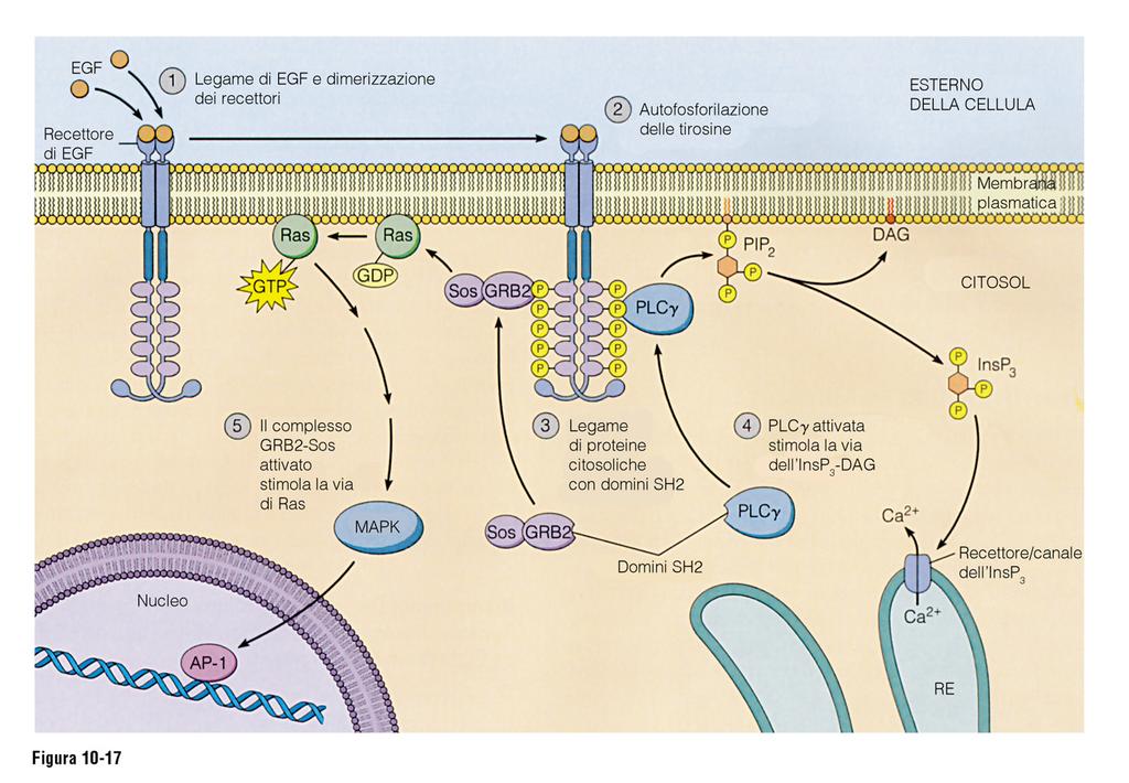 Gli oncogeni agiscono sulle vie che stimolano la crescita cellulare PLC: fosfolipasi