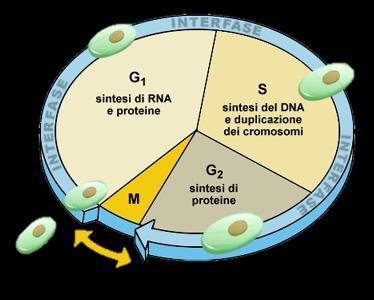 Il ciclo cellulare, o ciclo di divisione cellulare (CDC), è la serie di eventi che si