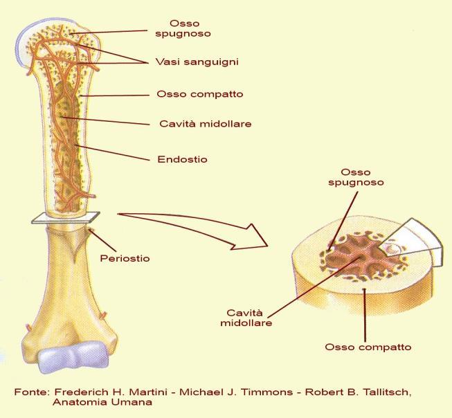 o di una miscela di cellule del sangue rosse e bianche, mature e immature, insieme alle cellule staminali (si parlerà di midollo rosso).