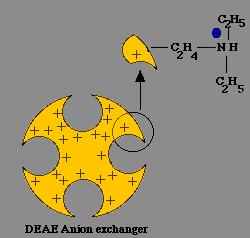 1. Cromatografia a scambio ionico In questo tipo di cromatografia, l adsorbimento delle particelle sulla fase stazionaria è determinato da interazioni di tipo elettrostatico (gruppi con cariche di