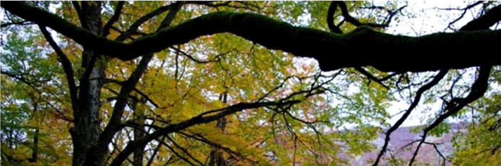 Destinatari: Scuola primaria, Scuola Secondaria di I e II grado guidata presso il Bosco della Difesa di Pescocostanzo.