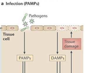 Infection