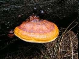 Fomitopsis spp. (F. pinicola e F.