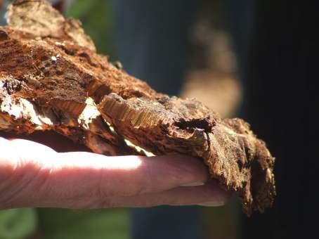 Phellinus weirii Pericoloso agente di marciume radicale