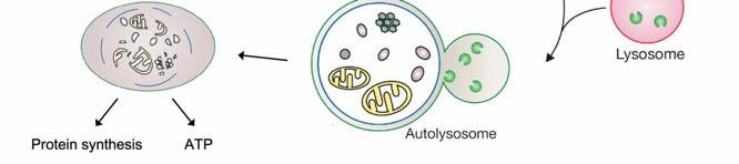 Autofagia http://labs.